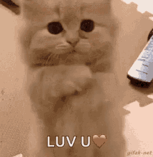 Love You More Luv U GIF - Love You More Luv U Cute Kitty GIFs