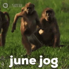 June Jog Monkey GIF - June Jog Monkey Walking GIFs