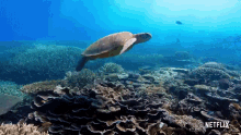 Turtle David Attenborough GIF - Turtle David Attenborough A Life On Our Planet GIFs
