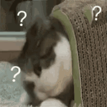 什么 GIF - Surprised Cat GIFs