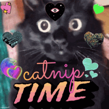 catnip time catnip cat black cat high