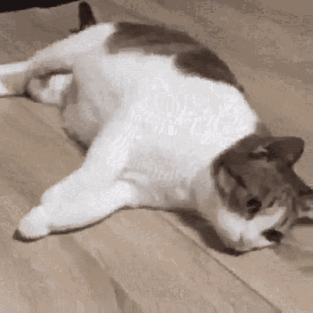 Cat Gif Cat Discover Share Gifs