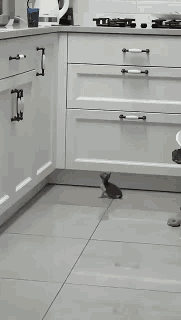 Kitten Jump GIF - Kitten Jump Kitten Fail GIFs