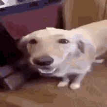 Butta Dog GIF - Butta Dog GIFs