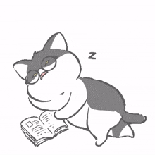 cat gray glasses reading book
