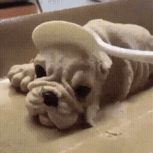 Kleng Dogs GIF - Kleng Dogs Pupper GIFs
