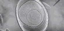 cell single cell organism cell single cell organism