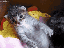 Cat Kitten GIF - Cat Kitten Sleepy GIFs