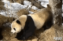 Silly Panda GIF - Worldwildlifefund Wwf Panda GIFs