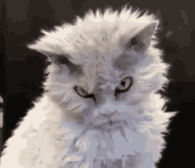 Staring Cat GIF - Staring Cat GIFs
