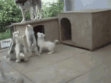 Following Mama GIF - Husky Huskies Puppies GIFs