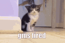 gms tired gms tired tired cat cat