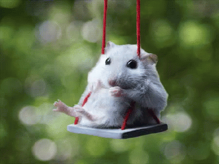 Hamster On Swing GIF - Hamster Hamster Swinging Hamster Swing GIFs