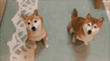 You'Re It! GIF - Shiba Inu Dog Youre It GIFs