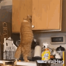 Getting Food From The Cupboard Viralhog GIF - Getting Food From The Cupboard Viralhog Taking Food Out Of The Cabinet GIFs