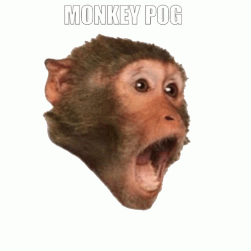 Monkey Pog Poggers GIF - Monkey Pog Pog Poggers GIFs