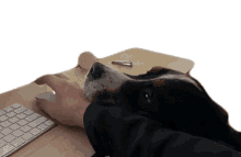 move dog