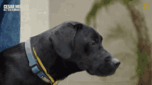 Staring Dog Cesar Millan Better Human Better Dog GIF - Staring Dog Cesar Millan Better Human Better Dog Cute Dog GIFs