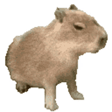 capybara coconut doggy