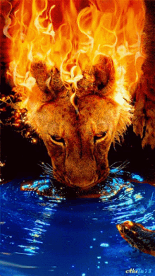 Lionesses Lionessdrinkingwater GIF - Lionesses Lioness Lionessdrinkingwater GIFs