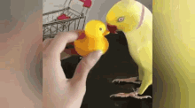 Peekaboo Loro GIF - Peekaboo Loro Parrot GIFs