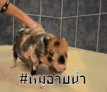 หมูน้อย ลูกหมู หมูอาบน้ำ หมูน่ารัก GIF - Baby Pig Mini Pig Small Pig GIFs