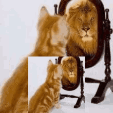 cat lion mirror