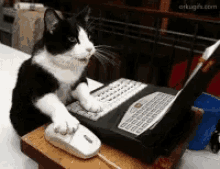 Marc77 Cat At Work GIF - Marc77 Cat At Work Working GIFs