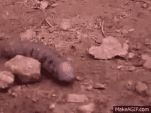 Worm Crawling GIF - Worm Crawling Insect GIFs