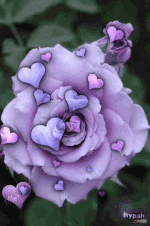 Purple Flower GIF - Purple Flower Hearts GIFs