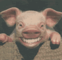 Laughing Pig GIF - Laughing Pig Grin GIFs
