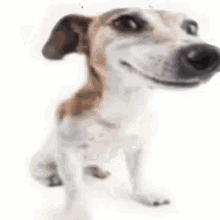 What The Dog Doin What The Dog Doing GIF - What The Dog Doin What The Dog Doing Dog GIFs