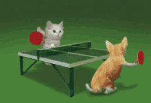 Kitty Table Tennis GIF - Kitty Table Tennis Play GIFs