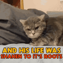 Cat Life GIF - Cat Life Shaken GIFs