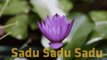 Sadu Flower GIF - Sadu Flower Blooming GIFs