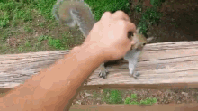Squirrelly Antics  GIF - Squirrel Play Hands GIFs