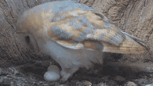 Incubate Egg Barn Owl GIF - Incubate Egg Barn Owl Robert E Fuller GIFs