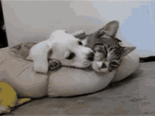 Love You GIF - Cat Dog Hug GIFs