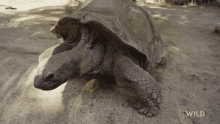 tired national geographic weighing a giant tortoise secrets of the zoo down under taking a break