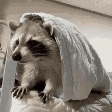 Foreign Stance Racoon Racoon Blanket GIF - Foreign Stance Racoon Racoon Blanket Racoon Blanket Cute GIFs