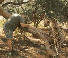 Leopard Big Cats GIF - Leopard Big Cats Cats GIFs