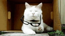 Glasses Cat GIF - Glasses Cat Nerd GIFs