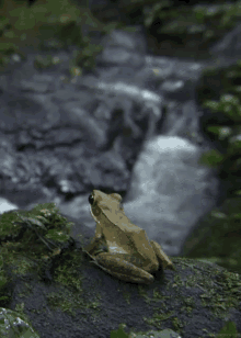frog stream creek animal water