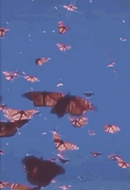 Butterfly Sparkle GIF - Butterfly Sparkle Flying GIFs