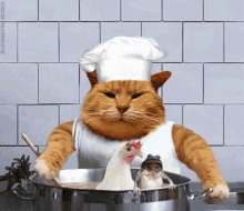 Cat Silly GIF - Cat Silly Cook GIFs