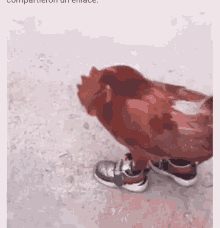Galo Chicken GIF - Galo Chicken Rooster GIFs