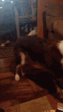 Dogs Spin GIF - Dogs Spin Border Collie GIFs