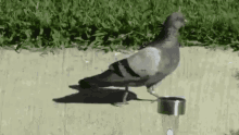 Pigeon How I Walk GIF - Pigeon How I Walk Bird GIFs