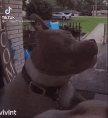 Dog Doorbell Camera GIF - Dog Doorbell Camera Confused GIFs