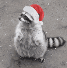 Raccoon Animal GIF - Raccoon Animal Holidays GIFs